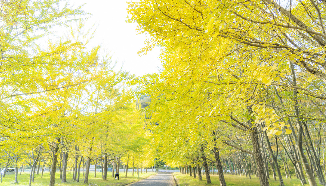 【吉津】〜東と西で異なる顔を持つ町〜